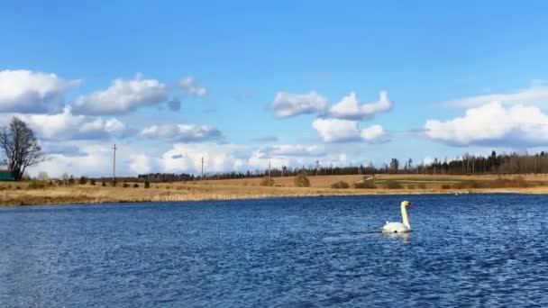 春の湖に白い白鳥のペア — ストック動画
