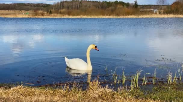 Par Cisnes Blancos Lago Primavera — Vídeos de Stock