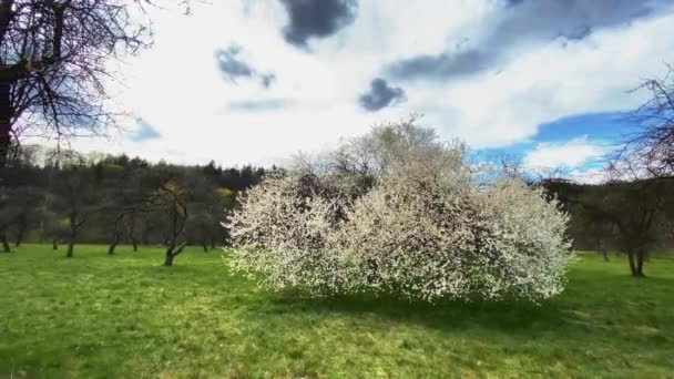 Blühender Obstbaum Frühling — Stockvideo