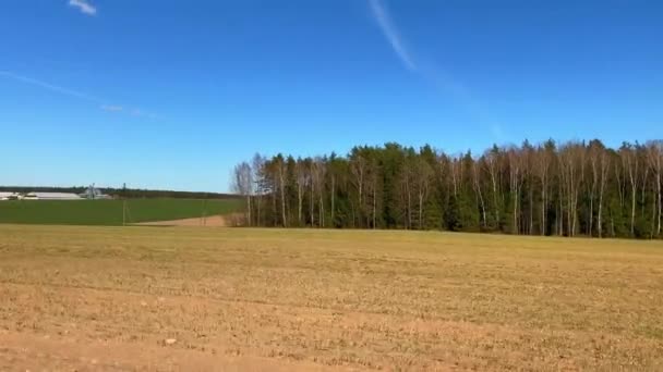 Pole Zelenými Jarními Rostlinami — Stock video