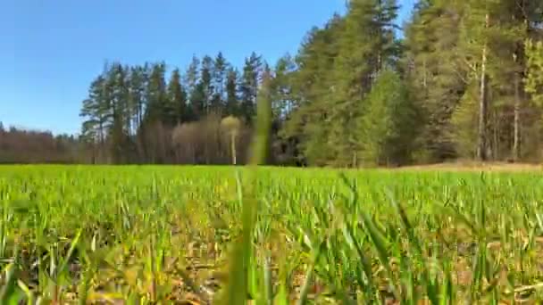 Campo Com Plantas Verdes Mola — Vídeo de Stock