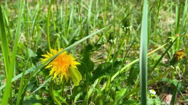 Kelebek bir karahindiba çiçeğinden havalanır, ağır çekimde.