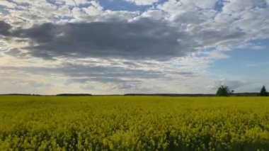 Yağmur Bulutları Altında Çiçek Açan Tecavüz Tohumu
