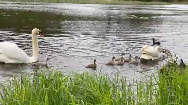 Cigni Con Tutti Loro Anatroccoli Sullo Stagno Sulla Riva — Video Stock