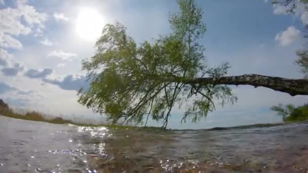 Σερφάρετε Μια Καλοκαιρινή Λίμνη Λυγισμένο Δέντρο Και Τον Ήλιο — Αρχείο Βίντεο
