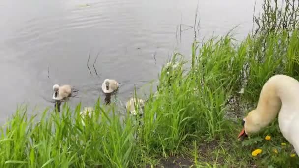 Schwäne Mit Ihren Küken Teich Und Ufer — Stockvideo