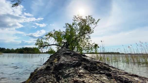 Árvore Dobrada Sobre Lago Paisagem Primavera — Vídeo de Stock