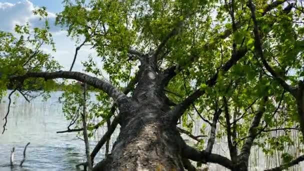 木は湖の上に曲げ 春の風景 — ストック動画