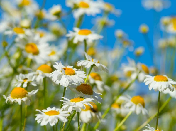 Weiße Gänseblümchen Auf Einer Wiese — Stockfoto