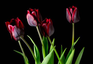 Siyah arkaplanda kırmızı laleler