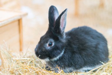 Tavşan çayırda oturuyor. 