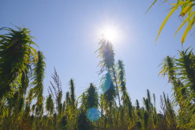 Esrar güneşin altında olgunlaşır.