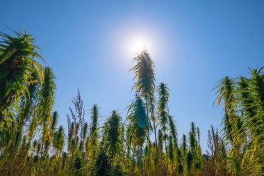 Esrar güneşin altında olgunlaşır.