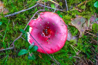 Moss kırmızı mantar