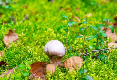 Sonbahar ormanında yosun içinde mantar