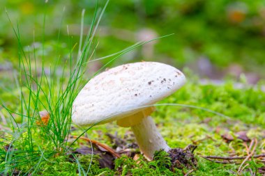 Sonbahar ormanında yenmeyen beyaz mantar.