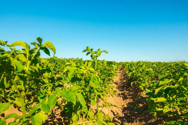 Organik teknoloji üzerine patates tarlası ekimi