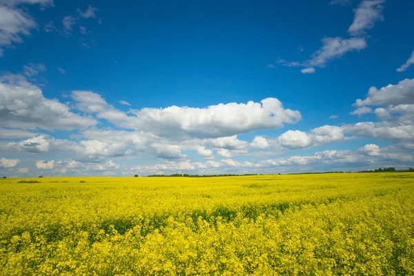 Bidang Rapeseed Dan Langit Biru — Stok Foto