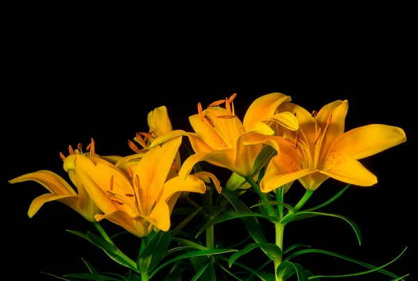 Yellow Lilies Black Background — Stock Photo, Image