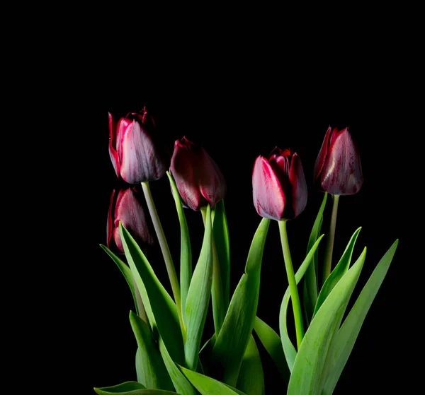 Rote Tulpen Auf Schwarzem Hintergrund — Stockfoto