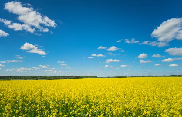 Feld Mit Blühendem Raps — Stockfoto