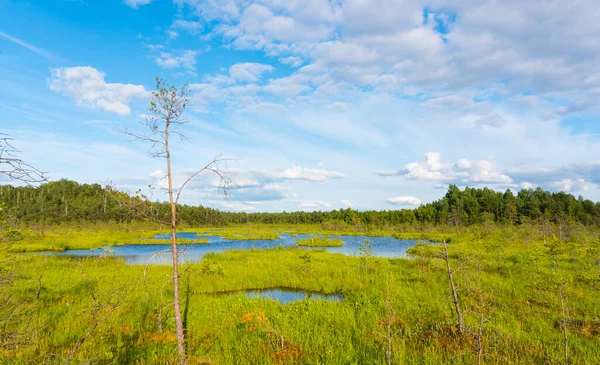 Sommarlandskap Med Träsk — Stockfoto