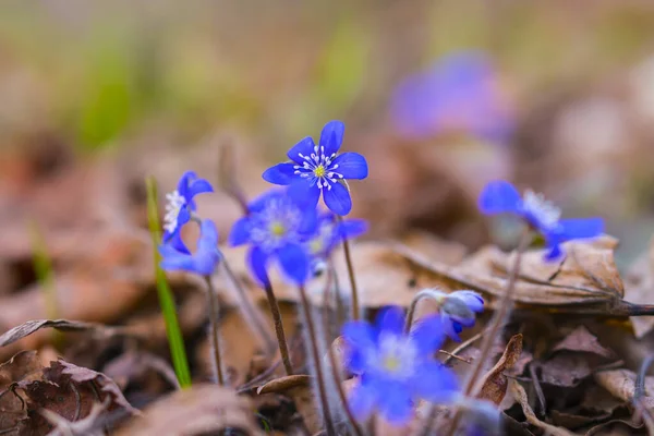 Első Tavaszi Virágok Hepatica — Stock Fotó