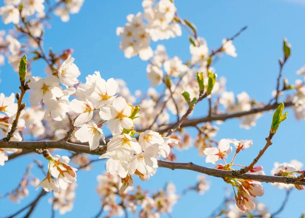 Kwitnąca Japońska Sakura Błękitne Niebo — Zdjęcie stockowe