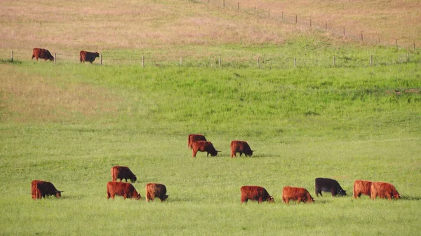 Vacas Vermelhas Escocesas Pastam Prado Verde — Fotografia de Stock