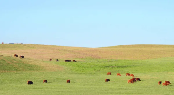 Red Scottish Cows Graze Green Meadow — Stock Photo, Image