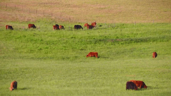 Red Scottish Cows Graze Green Meadow — Stock Photo, Image