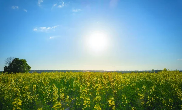 Fält Blommande Raps Solen — Stockfoto