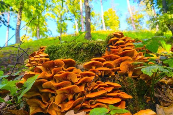 Βρώσιμα Μανιτάρια Στο Φθινοπωρινό Δάσος — Φωτογραφία Αρχείου