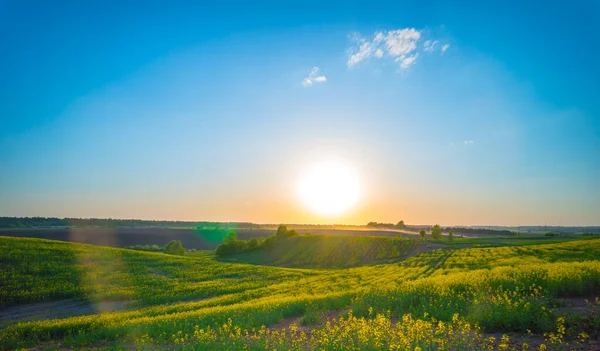 Fält Blommande Raps Solen — Stockfoto