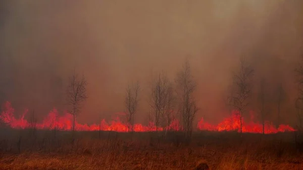 Brennendes Gras Frühlingswald — Stockfoto