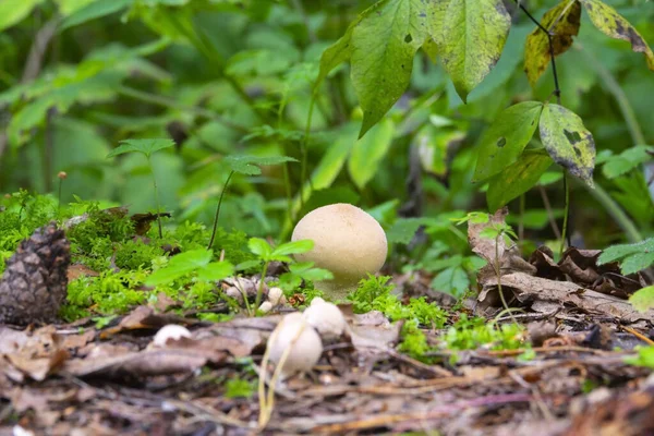 Raincoat Mushrooms Forest Perlatum — Stock Photo, Image