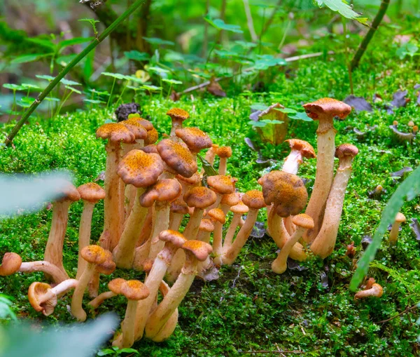 Family Mushrooms Honey Agarics Moss — Stock Photo, Image
