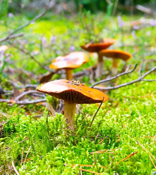 Brown Mushrooms Moss Autumn Forest — Stock Photo, Image