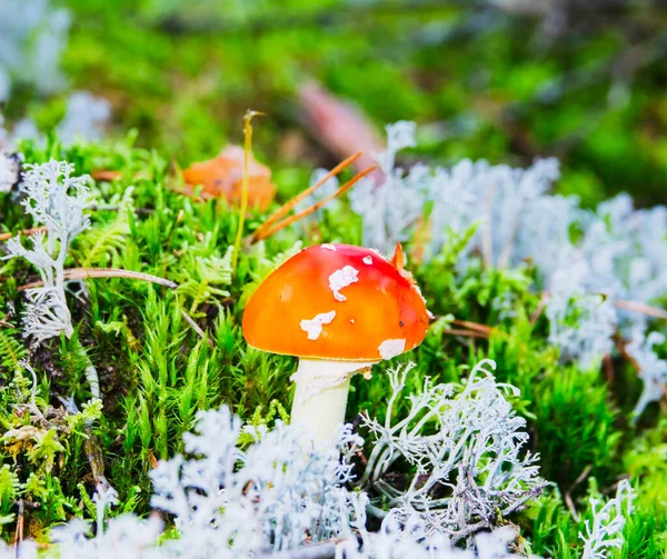 Young Fly Agaric Green Gray Moss Autumn Forest — Stock Photo, Image