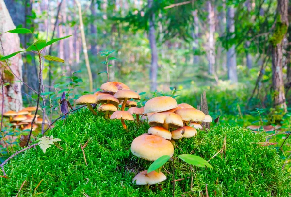 Οικογένεια Μανιταριών Βρύα Στο Φθινόπωρο Δάσος — Φωτογραφία Αρχείου