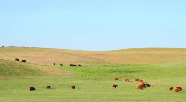 Des Vaches Écossaises Rouges Pâturent Dans Une Prairie Verte Image En Vente