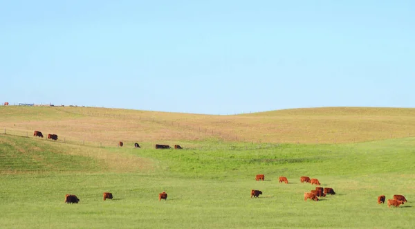 Vacas Vermelhas Escocesas Pastam Prado Verde Imagem De Stock