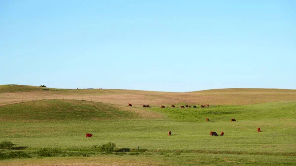 Vacas Vermelhas Escocesas Pastam Prado Verde Fotografia De Stock