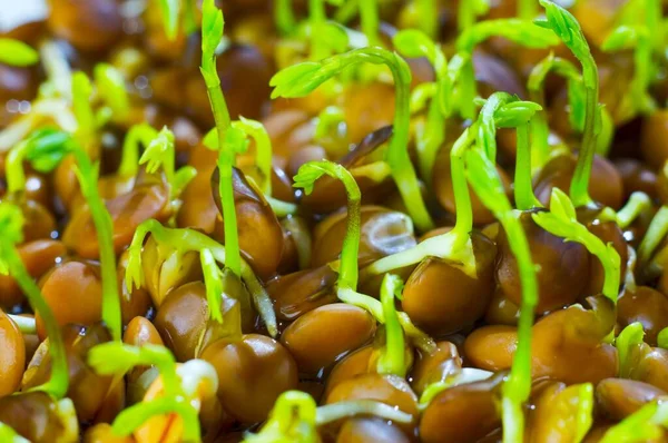 Semi Germogli Broccoli Destinati All Alimentazione Alimentare Fotografia Stock