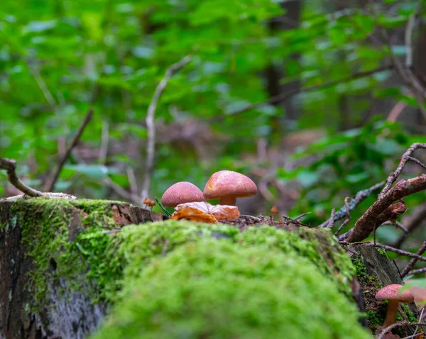 Champignons Sur Une Souche Dans Forêt Images De Stock Libres De Droits