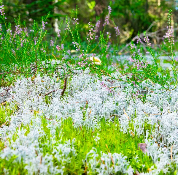 Gri Yosun Fundalık Çiçekleri Sonbahar Ormanlarında Stok Resim