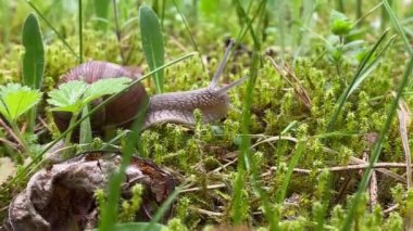 Salyangozlar ormandaki gibi çimenlerde sürünüyorlar.