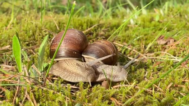 Les Escargots Rampent Dans Herbe Comme Dans Forêt — Video