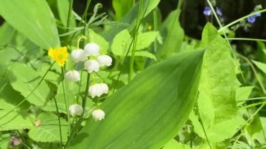 Çiçek açan vadideki zambak