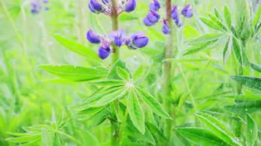 Yağmurda Lupins, yavaş çekim